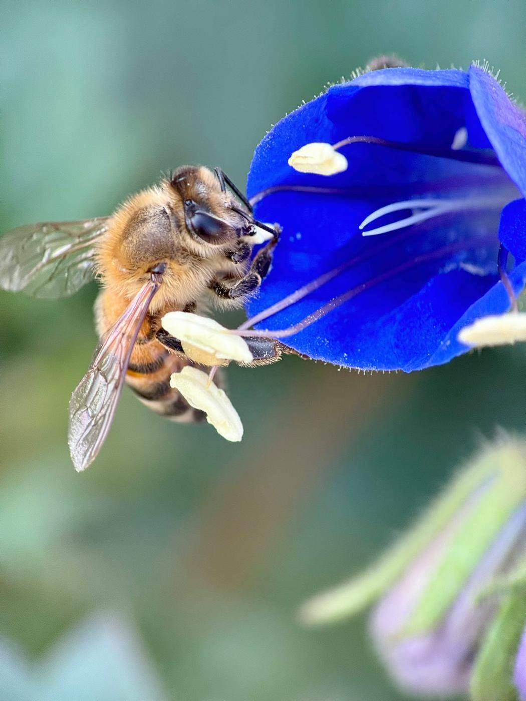 A honeybee on a vivid blue flower