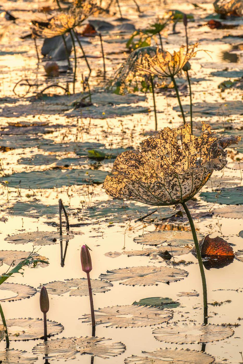 A lace-like dried lotus leaf glowing in golden light over a pond