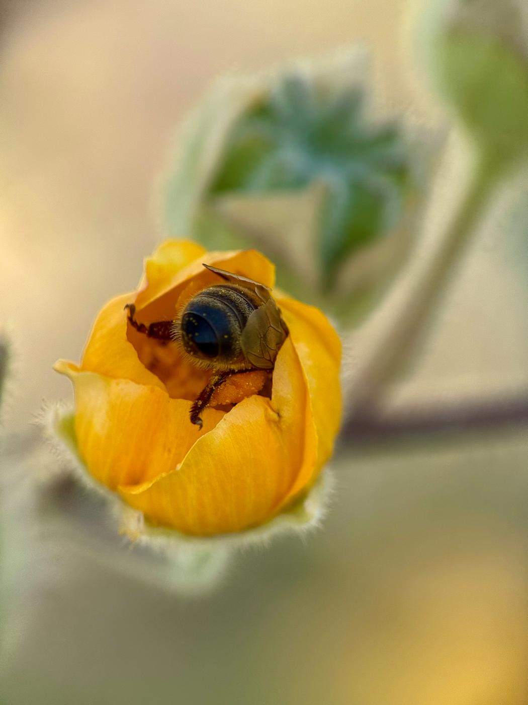 A bee burrowing into a yellow flower bud