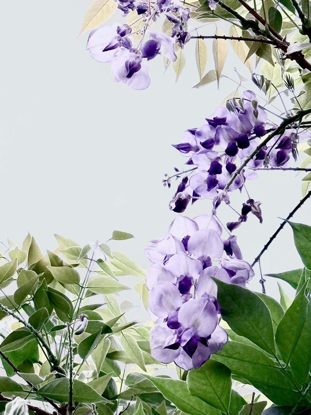 Lavender wisteria blossoms against a pale sky