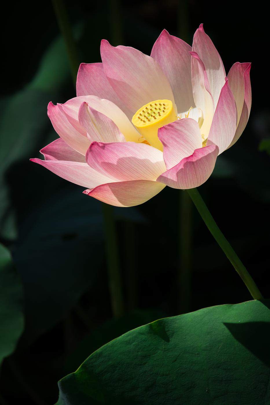 Open pink lotus with a yellow seed pod against a dark background