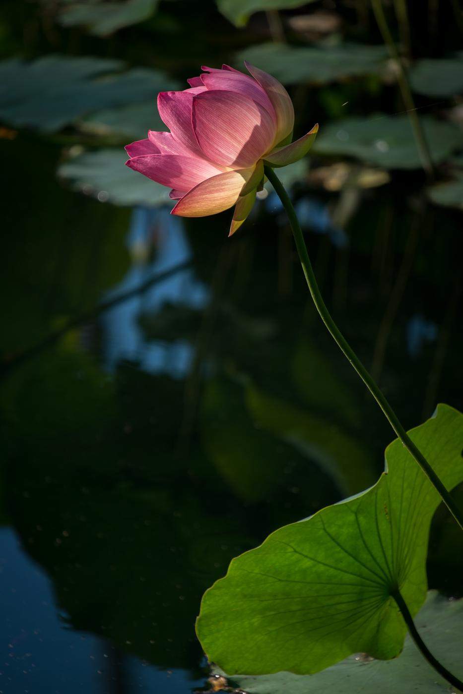 Pink lotus on a curving stem above dark water