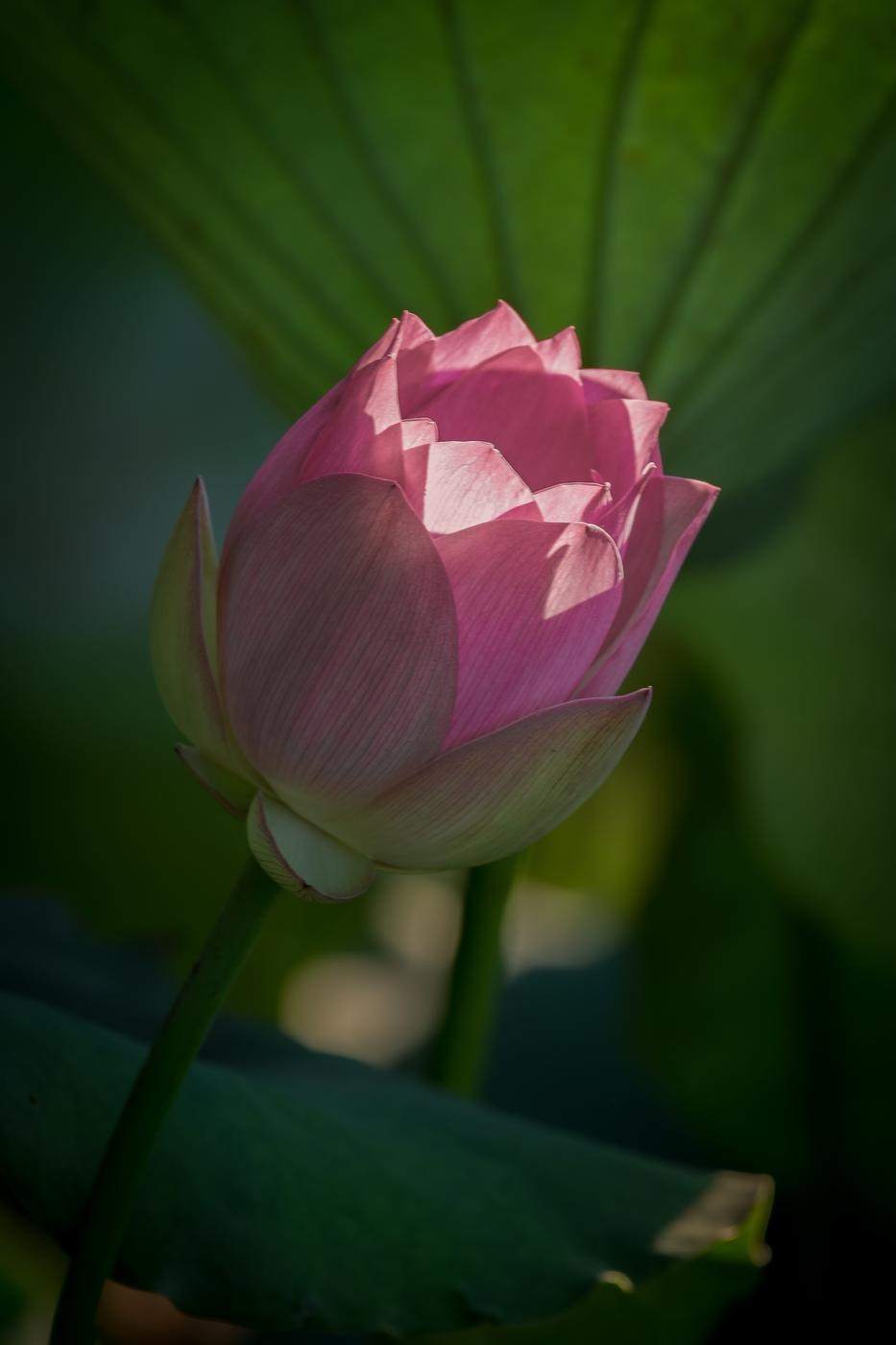 Backlit pink lotus bud against a green leaf