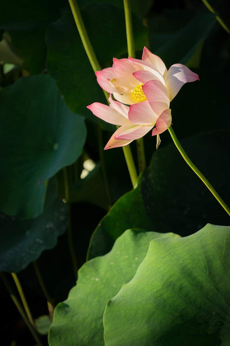Pale pink lotus lit against dark leaves