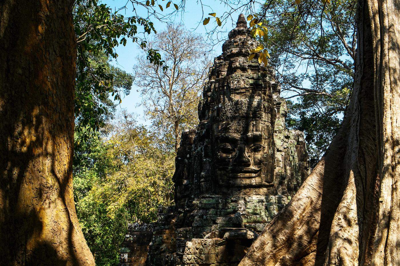 A carved stone face tower framed by great tree trunks