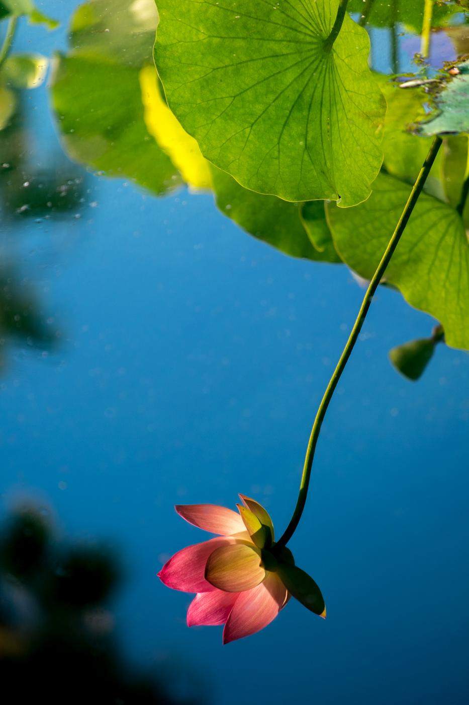Pink lotus hanging over a reflection of blue sky and green leaves