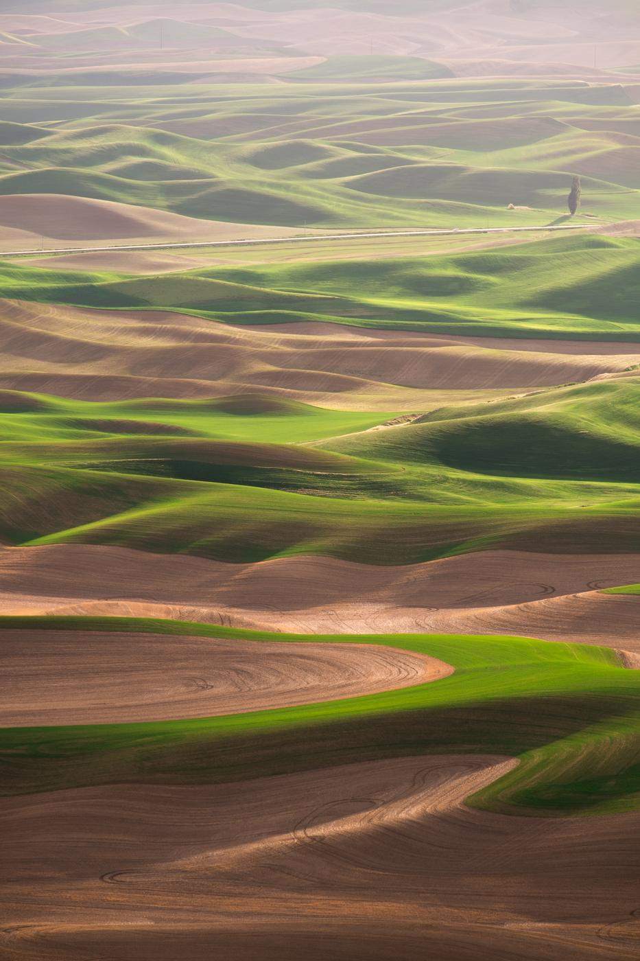 Rolling green and brown Palouse fields in soft light